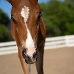 شقة Gaja Horses, Nature Spa, Sea&lake