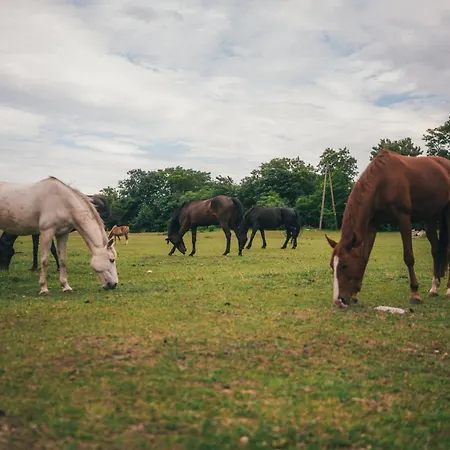 Gaja Horses, Nature Spa, Sea&lake * Sarbsk