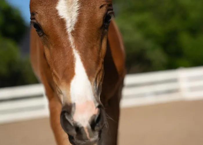Daire Gaja Horses, Nature Spa, Sea&lake